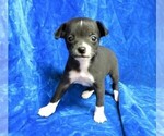 Small Photo #2 Chihuahua Puppy For Sale in GROVESPRING, MO, USA