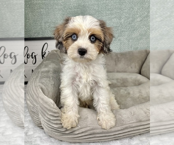 Medium Photo #6 Cavapoo Puppy For Sale in FRANKLIN, IN, USA