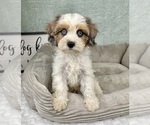 Small #5 Cavapoo