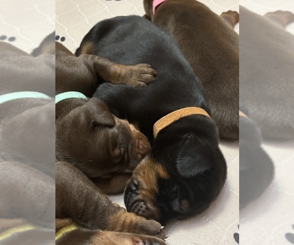 Medium Photo #17 Doberman Pinscher Puppy For Sale in MACOMB TOWNSHIP, MI, USA