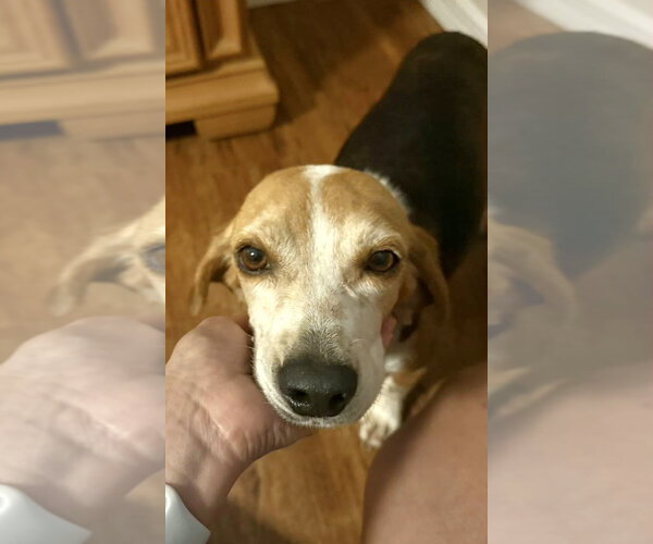 Medium Photo #4 Beagle Puppy For Sale in Dunnellon, FL, USA