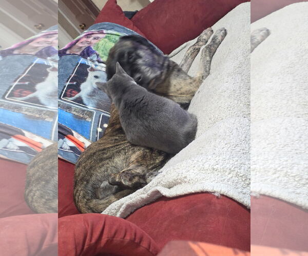 Medium Photo #2 American Staffordshire Terrier-Mastiff Mix Puppy For Sale in Holly Springs, NC, USA