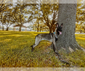 Belgian Malinois Puppy for sale in TEXAS CITY, TX, USA
