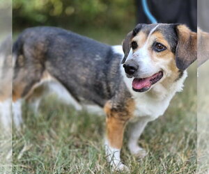 Hazel - Female Beagle-Unknown Mix Dog for Adoption - Photo #2