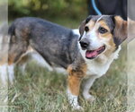 Small #1 Beagle Mix