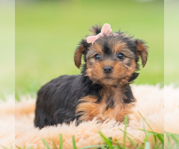 Medium Photo #79 Yorkshire Terrier Puppy For Sale in WARSAW, IN, USA