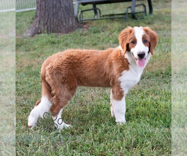 Medium Photo #5 Bernedoodle (Miniature) Puppy For Sale in SUNBURY, PA, USA