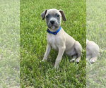 Bronson - Male Mutt Dog for Adoption - Small photo