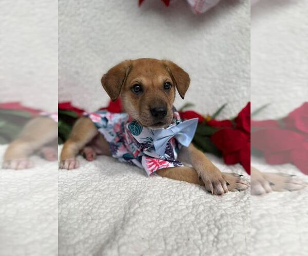 Medium Photo #3 Labrador Retriever-Unknown Mix Puppy For Sale in Silver Spring, MD, USA