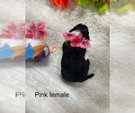 Small #8 Portuguese Water Dog
