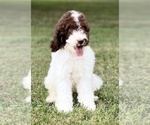 Small Photo #2 Labradoodle Puppy For Sale in BURNS, TN, USA