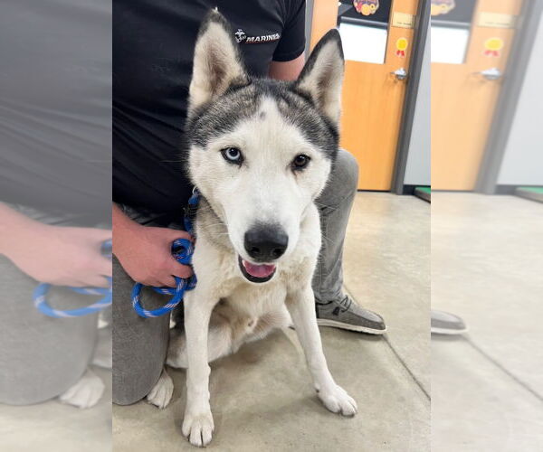 Medium Photo #4 Siberian Husky Puppy For Sale in Pierceton , IN, USA
