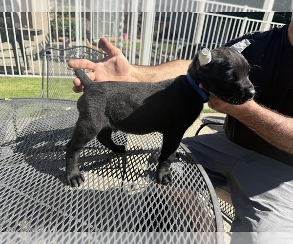 Medium Photo #4 Cane Corso Puppy For Sale in LIVERMORE, CA, USA