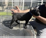 Small Photo #5 Cane Corso Puppy For Sale in LIVERMORE, CA, USA