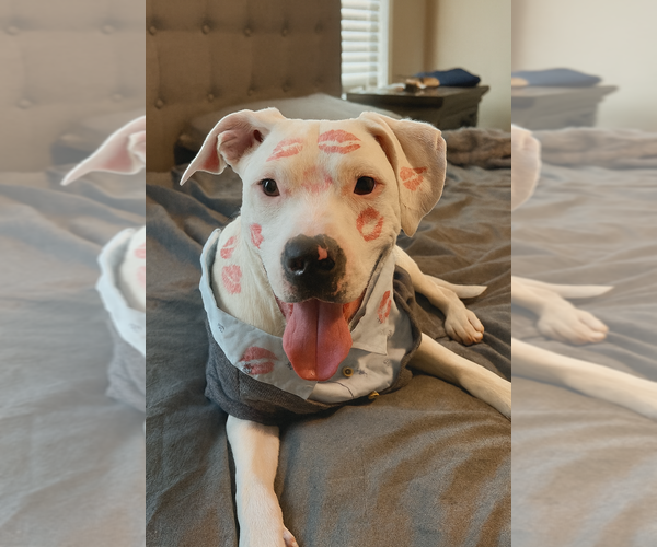 Medium Photo #11 Argentinian Mastiff-Unknown Mix Puppy For Sale in Mooresville, NC, USA