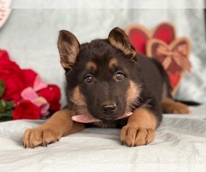 German Shepherd Dog Puppy for sale in LANCASTER, PA, USA