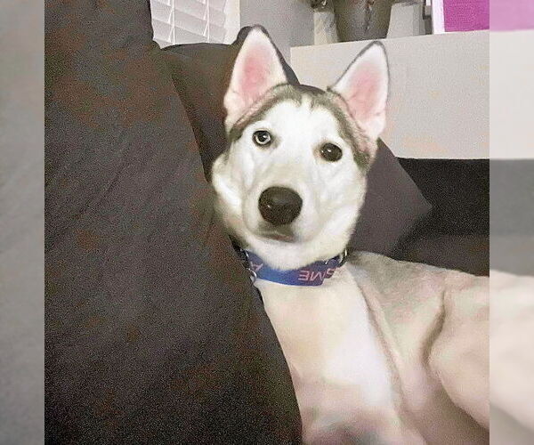 Medium Photo #1 Siberian Husky Puppy For Sale in Omaha, NE, USA