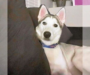 Siberian Husky Dogs for adoption in Omaha, NE, USA