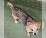 Small #3 Chihuahua