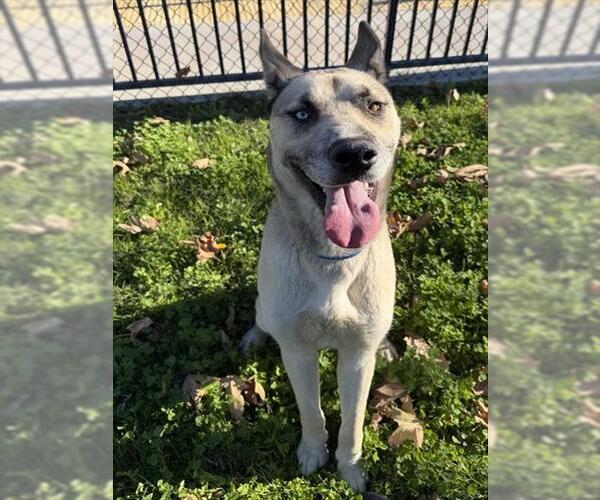 Medium Photo #1 German Shepherd Dog-Unknown Mix Puppy For Sale in Riverside, CA, USA