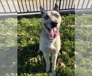 German Shepherd Dog-Unknown Mix Dogs for adoption in Riverside, CA, USA