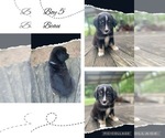 Small Photo #7 Miniature Australian Shepherd Puppy For Sale in BLMGTN, IN, USA