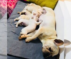 Mother of the French Bulldog puppies born on 09/18/2021
