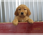 Puppy 3 Golden Retriever