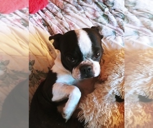 Mother of the Boston Terrier puppies born on 08/28/2019