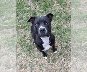Staffordshire Bull Terrier-Unknown Mix Dogs for adoption in San Antonio, TX, USA