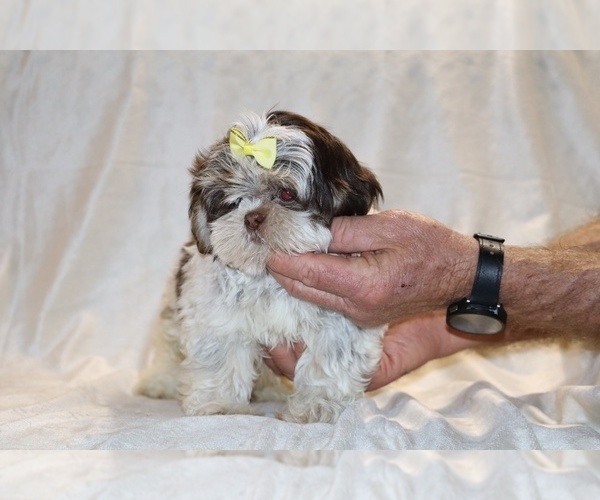 Medium Photo #29 Shih Tzu Puppy For Sale in DYERSBURG, TN, USA