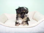 Small Photo #2 -Shih Tzu Mix Puppy For Sale in LAS VEGAS, NV, USA