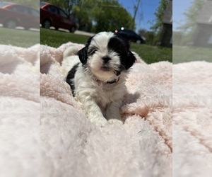 Zuchon Puppy for sale in ELKHORN, WI, USA