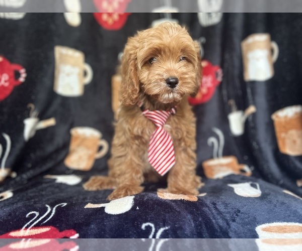Medium Photo #2 Cavapoo Puppy For Sale in LAKELAND, FL, USA