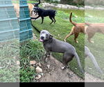 Small #2 Staffordshire Bull Terrier