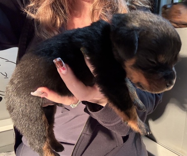 Medium Photo #38 Rottweiler Puppy For Sale in GREEN SPRINGS, OH, USA