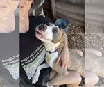 Small Photo #6 Mutt Puppy For Sale in Rustburg, VA, USA