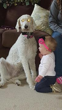 Medium Photo #1 Goldendoodle Puppy For Sale in CLINTON, OH, USA