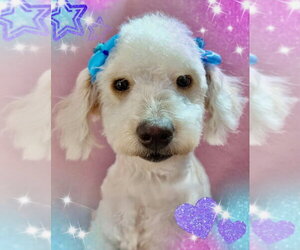 Poodle (Miniature) Dogs for adoption in San Diego, CA, USA