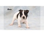 Small Photo #10 Boston Terrier Puppy For Sale in CLARE, MI, USA
