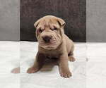 Puppy 6 Chinese Shar-Pei