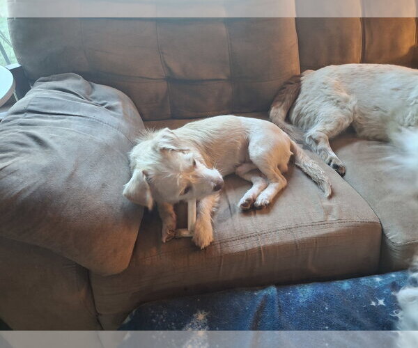 Medium Photo #4 Dachshund-Unknown Mix Puppy For Sale in Coldwater, MI, USA