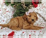 Small Photo #3 Labradoodle Puppy For Sale in QUARRYVILLE, PA, USA