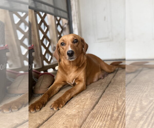 Medium Photo #3 Labbe Puppy For Sale in Oakhurst, NJ, USA
