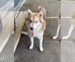 Small #1 Siberian Husky