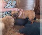 Small Photo #4 French Bulldog Puppy For Sale in Bandera, TX, USA