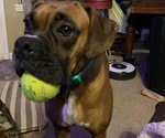 Small Photo #1 Boxerdoodle Puppy For Sale in CANFIELD, OH, USA