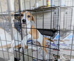 Nova (NY-Danielle) - Female Labrador Retriever-Unknown Mix Dog for Adoption - Small photo