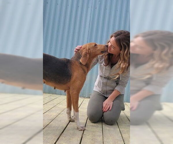 Medium Photo #8 Mutt Puppy For Sale in Murfreesboro, NC, USA