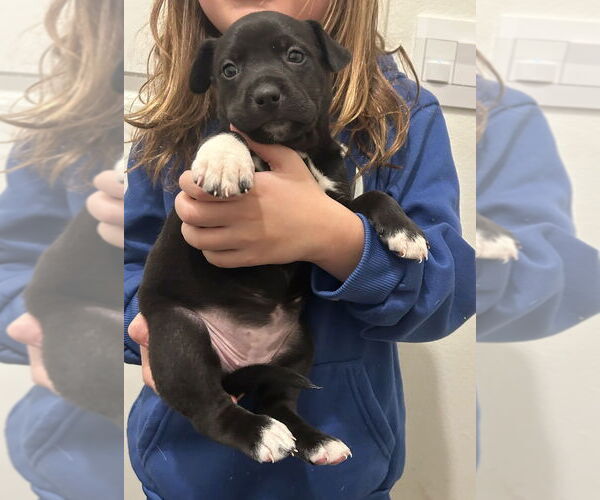 Medium Photo #4 Mutt Puppy For Sale in Dana Point, CA, USA